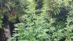 W swoim ogródku uprawiał marihuanę.
Grozi mu do 10 lat za kratkami 